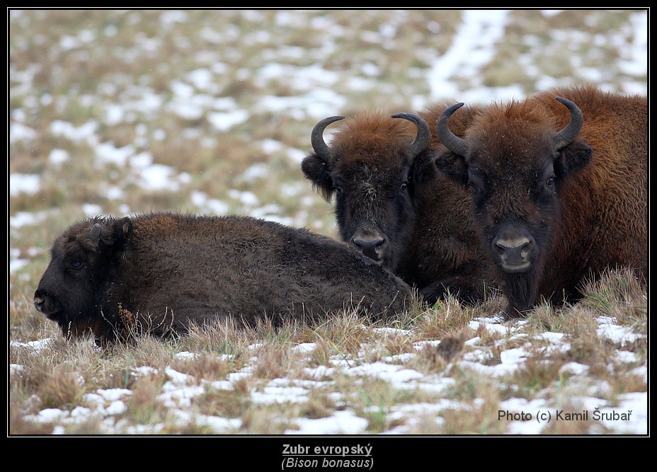 Zubr evropský (Bison bonasus) - 6.,