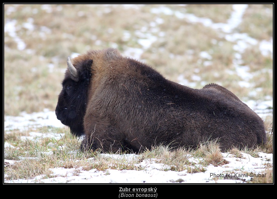 Zubr evropský (Bison bonasus) - 7.,
