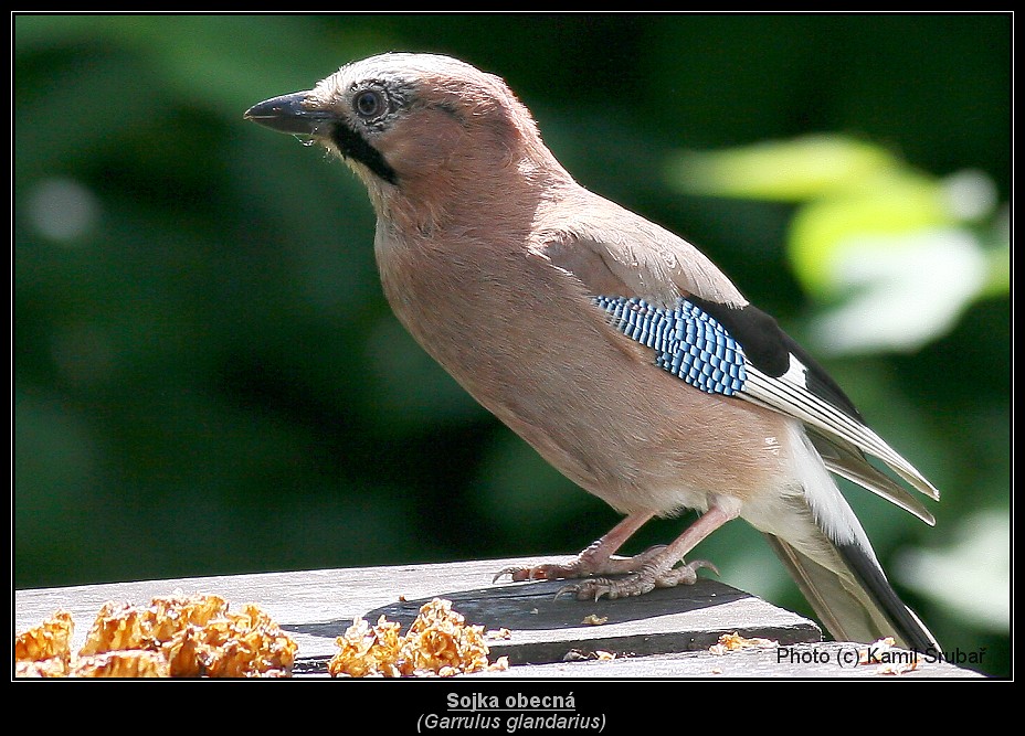 Sojka obecná (Garrulus glandarius) - 1.,