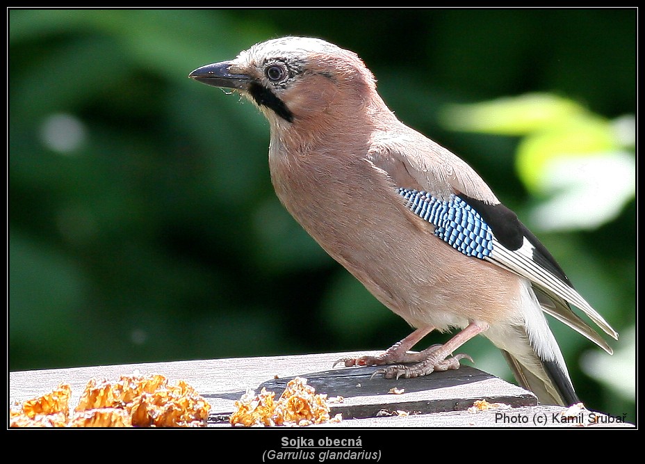 Sojka obecná (Garrulus glandarius) - 2.,