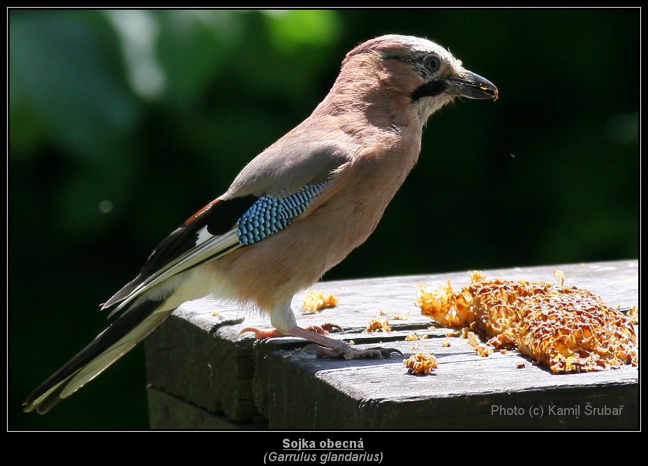 Sojka obecná (Garrulus glandarius) - 3.,