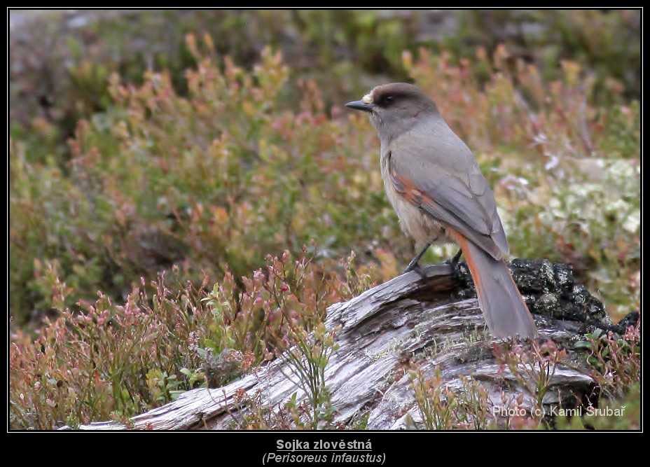 Sojka zlověstná (Perisoreus infaustus) - 1.,