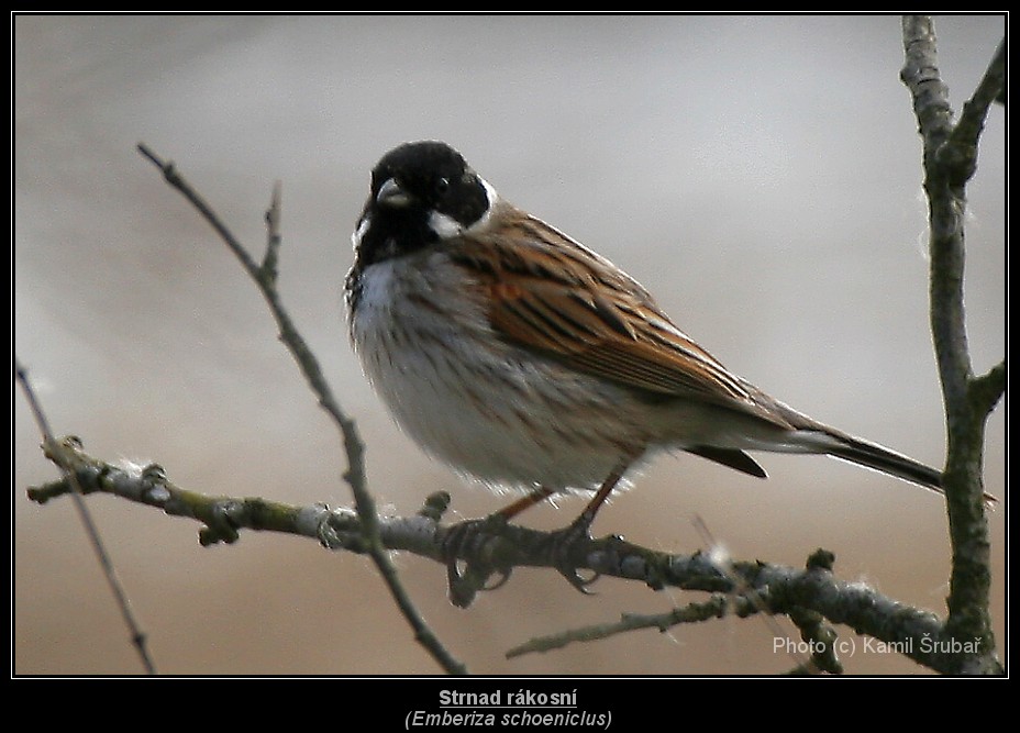 Strnad rákosní (Emberiza schoeniclus) - 1.,