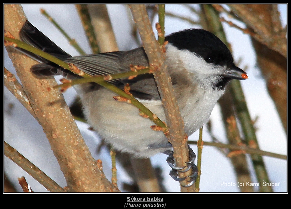 Sýkora babka (Parus palustris) - 1.,