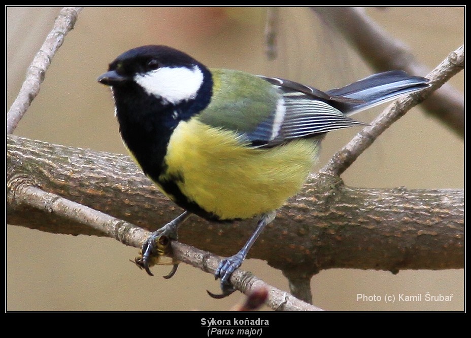 Sýkora koňadra (Parus major) - 1.,