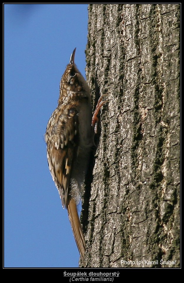 Šoupálek dlouhoprstý (Certhia familiaris) - 1.,