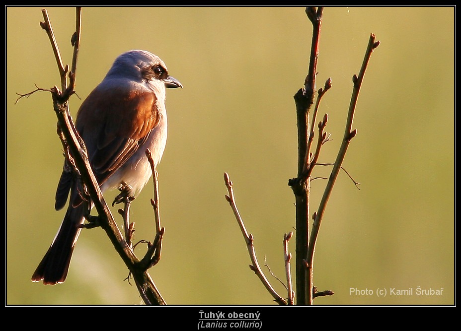 Ťuhýk obecný (Lanius collurio) - 1.,