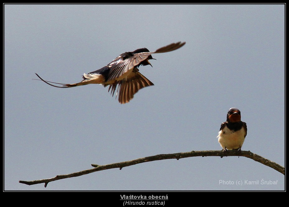 Vlaštovka obecná (Hirundo rustica) - 1.,