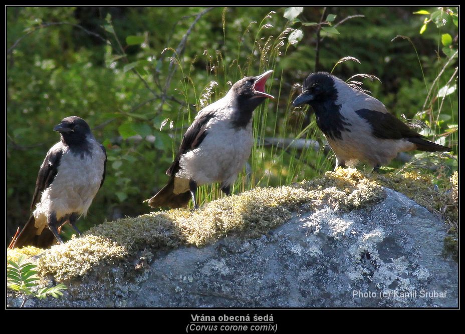 Vrána obecná šedá (Corvus corone cornix) - 1.,