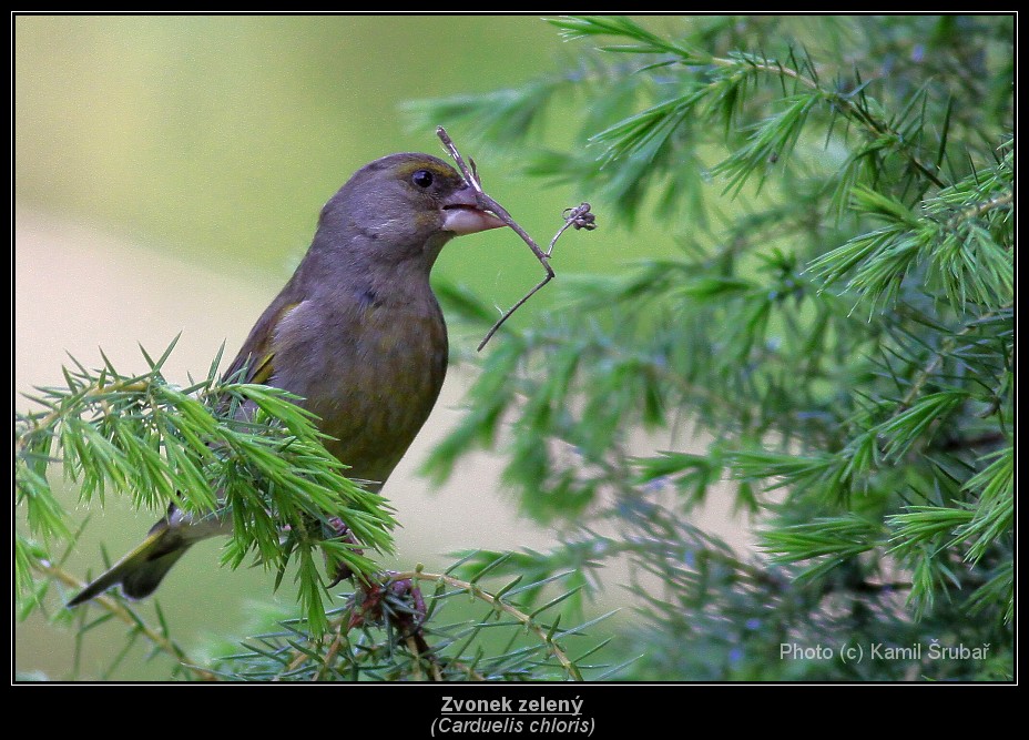 Zvonek zelený (Carduelis chloris) - 1.,