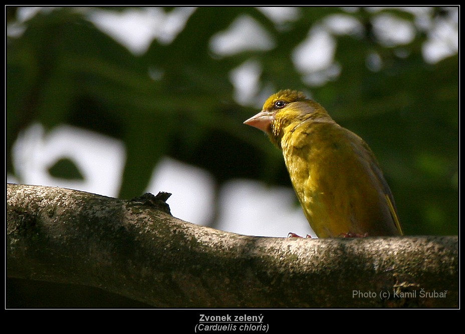 Zvonek zelený (Carduelis chloris) - 2.,