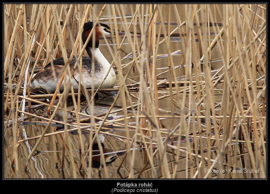 Potápka roháč (Podiceps cristatus) - 1.,