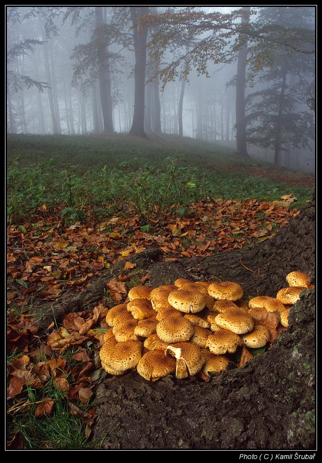 Na Svatého Václava