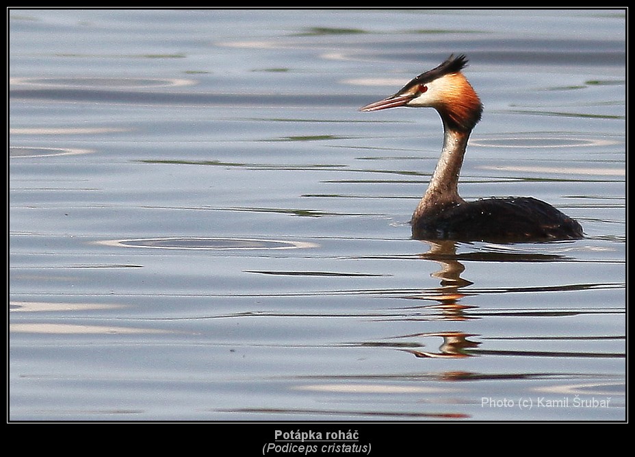 Potápka roháč (Podiceps cristatus) - 2.,