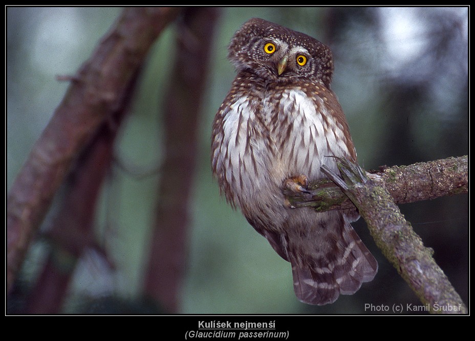 Kulíšek nejmenší (Glaucidium passerinum) - 2.,