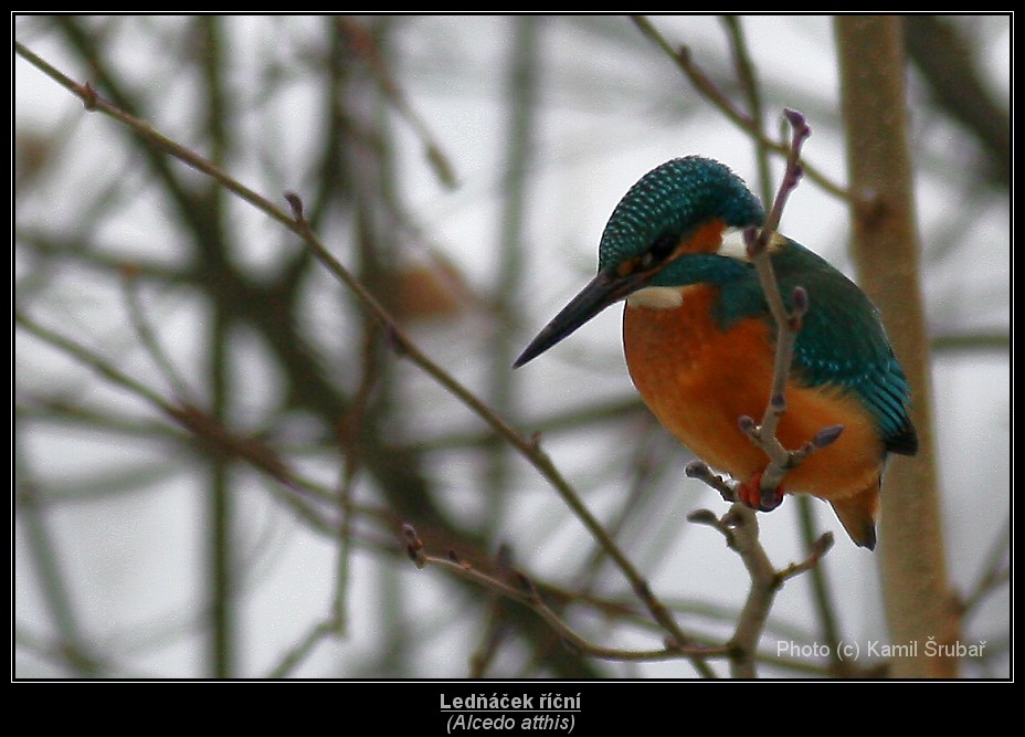 Ledňáček říční (Alcedo atthis) - 1.,