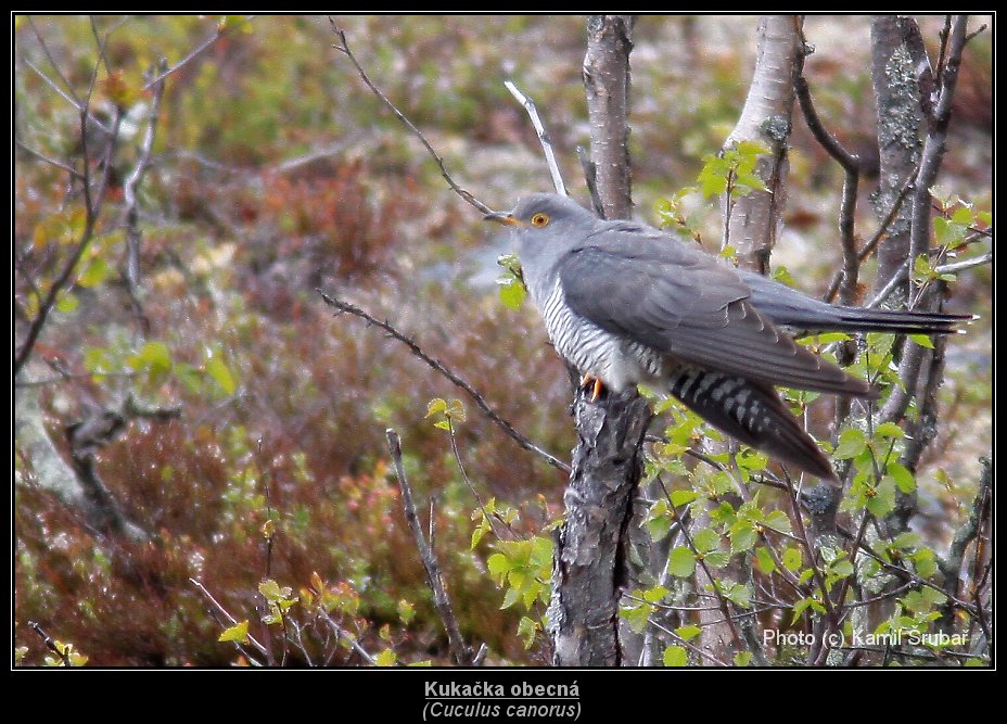 Kukačka obecná (Cuculus canorus) - 1.,