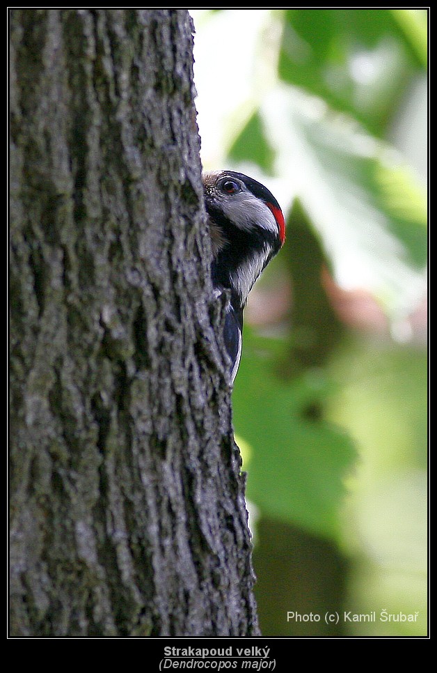 Strakapoud velký (Dendrocopos major) - 2.,