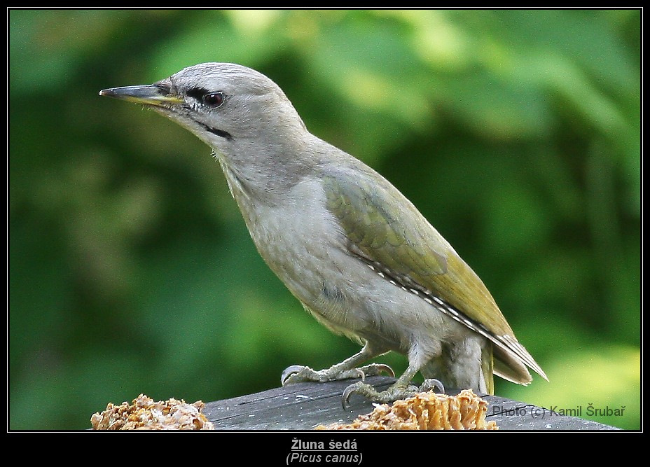 Žluna šedá (Picus canus) - 1.,