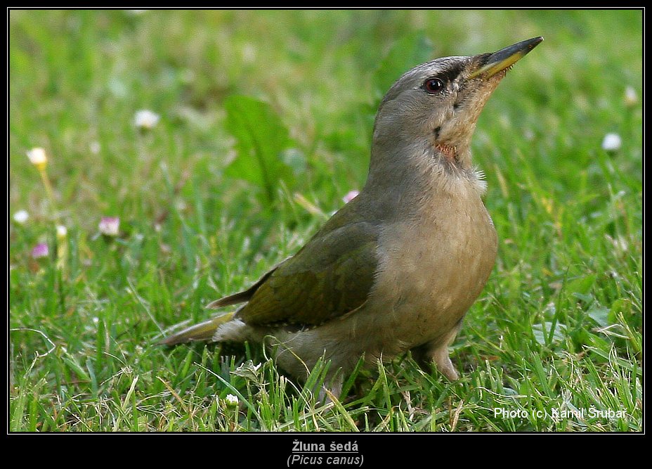 Žluna šedá (Picus canus) - 2.,