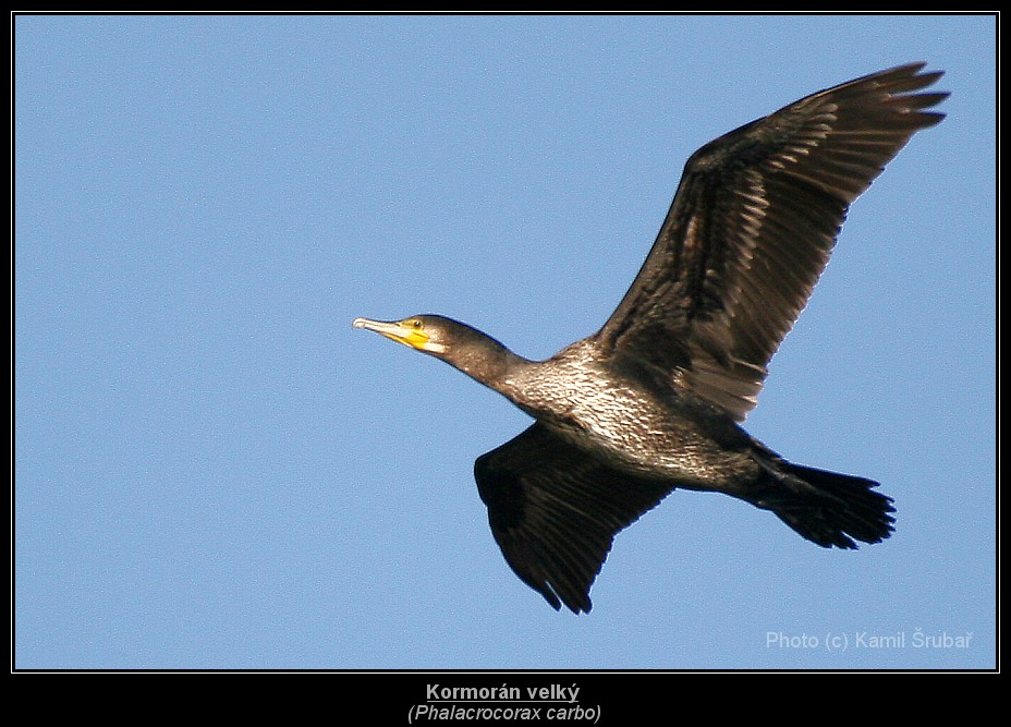 Kormorán velký (Phalacrocorax carbo) - 1.,