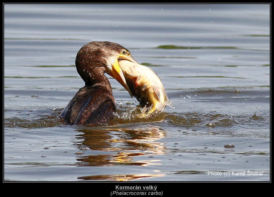 Kormorán velký (Phalacrocorax carbo) - 3.,