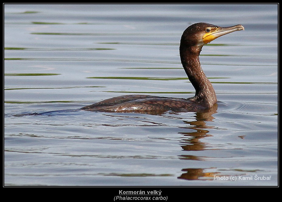 Kormorán velký (Phalacrocorax carbo) - 4.,