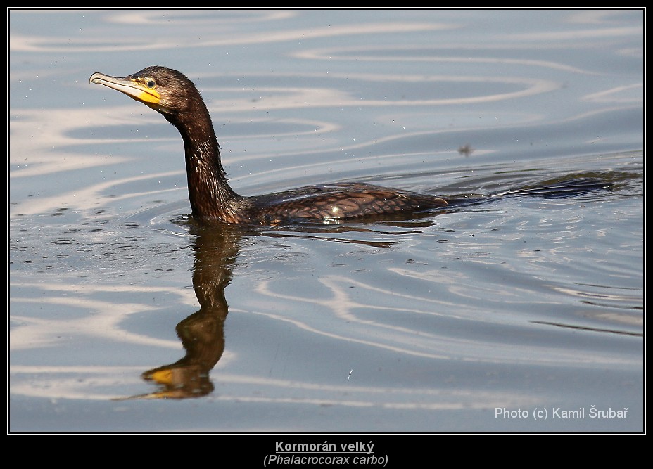 Kormorán velký (Phalacrocorax carbo) - 5.,