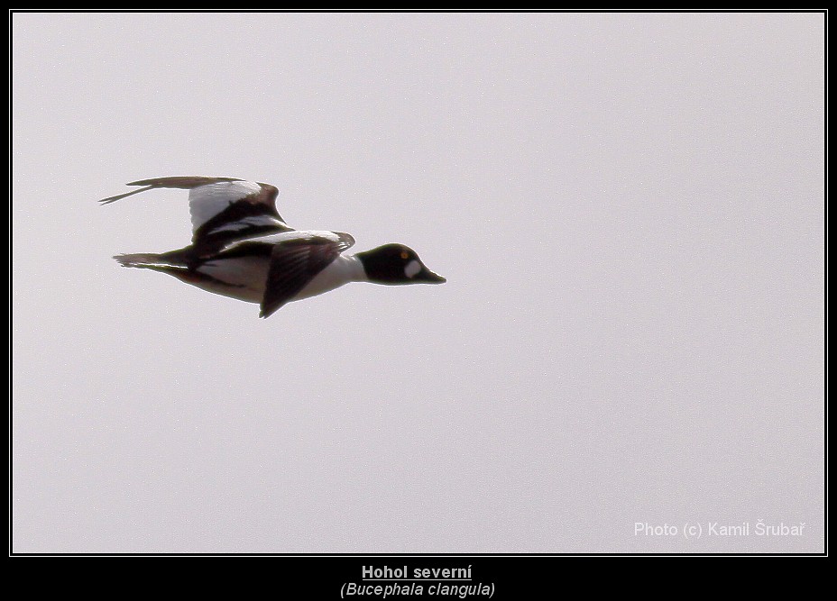 Hohol severní (Bucephala clangula) - 1.,