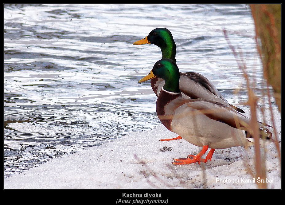 Kachna divoká (Anas platyrhynchos) - 2.,