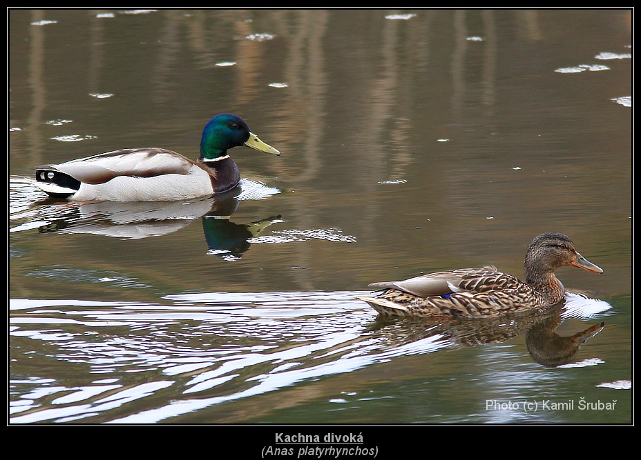 Kachna divoká (Anas platyrhynchos) - 3.,