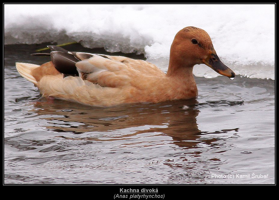 Kachna divoká (Anas platyrhynchos) - 5.,