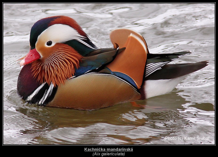 Kachnička mandarínská (Aix galericulata) - 1.,