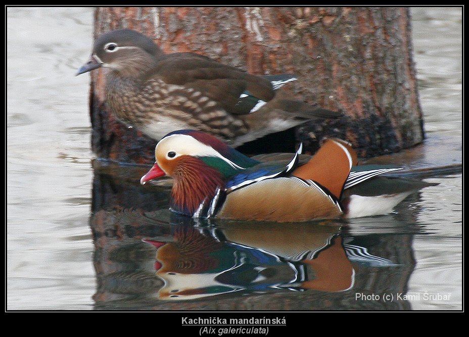 Kachnička mandarínská (Aix galericulata) - 3.,