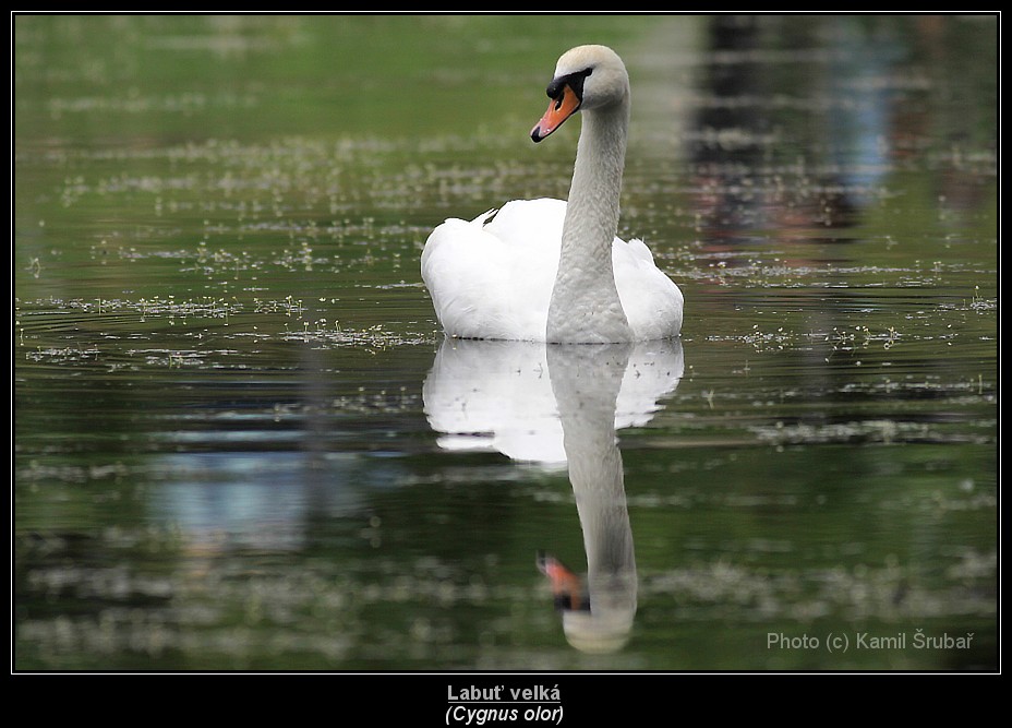 Labuť velká (Cygnus olor) - 1.,