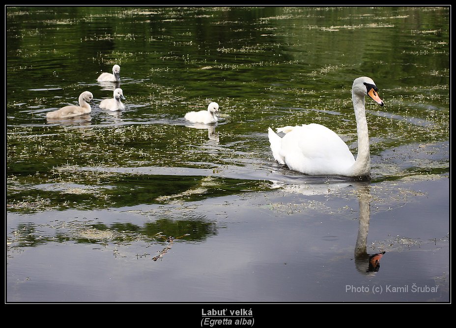 Labuť velká (Cygnus olor) - 3.,