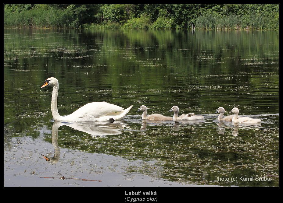 Labuť velká (Cygnus olor) - 5.,