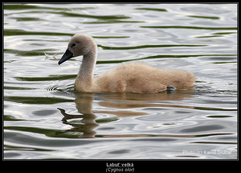 Labuť velká (Cygnus olor) - 6.,