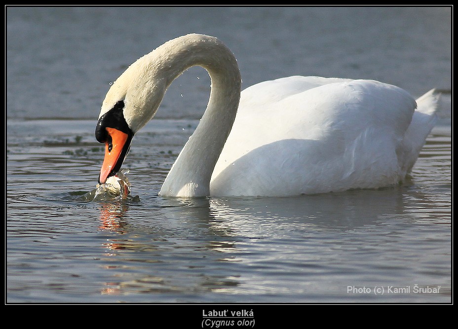 Labuť velká (Cygnus olor) - 7.,