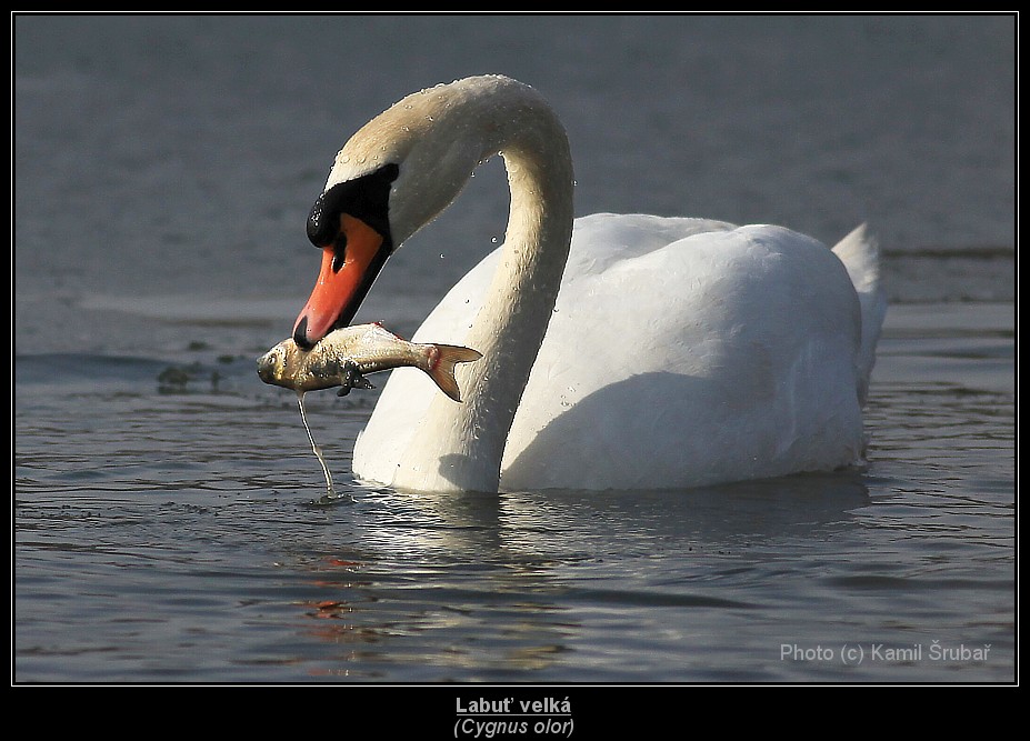 Labuť velká (Cygnus olor) - 8.,