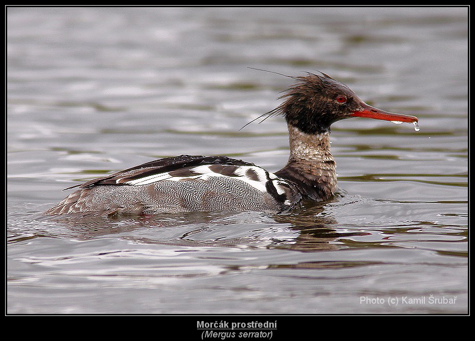 Morčák prostřední (Mergus serrator) - 1.,