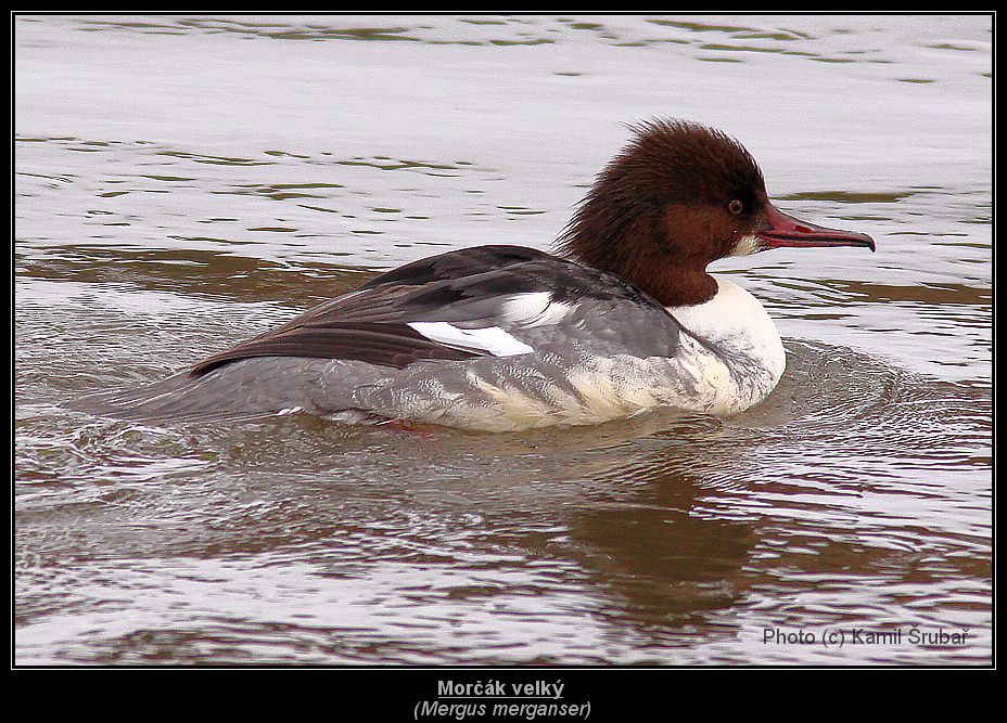 Morčák velký (Mergus merganser) - 2.,