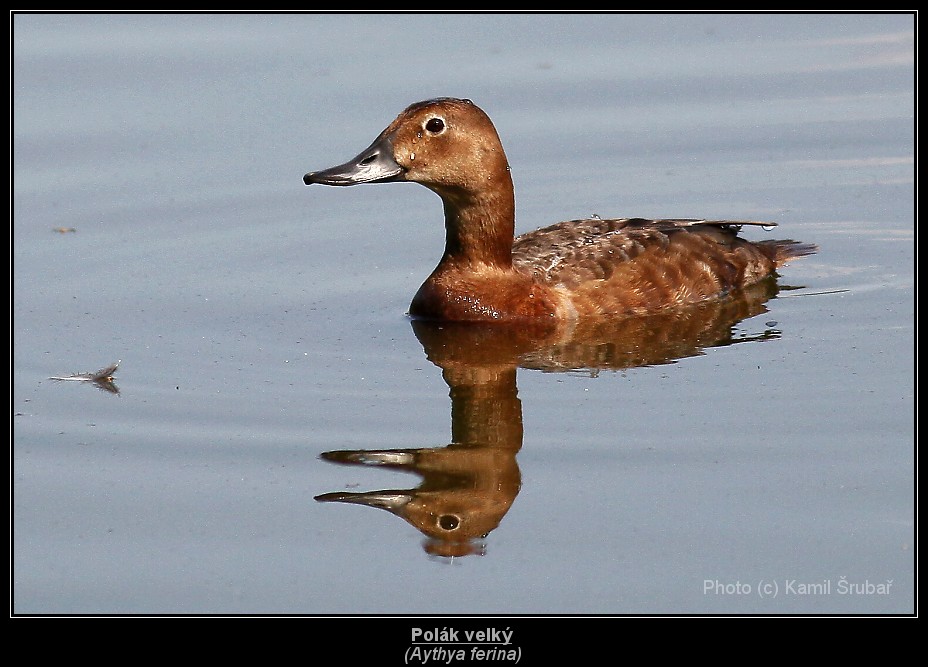 Polák velký (Aythya ferina)- 1.,