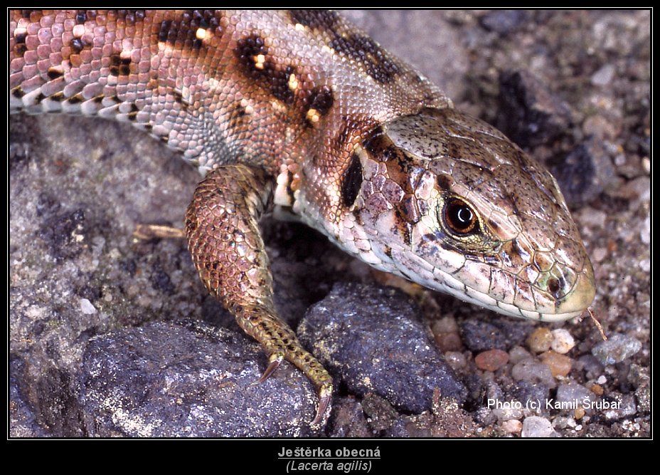 Ještěrka obecná (Lacerta agilis) - 1.,