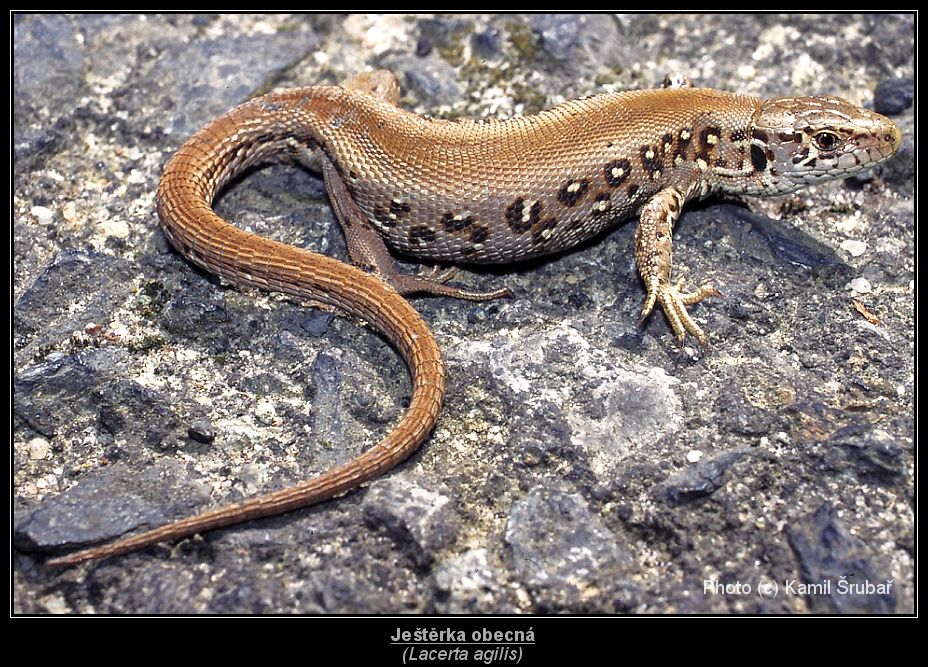 Ještěrka obecná (Lacerta agilis) - 2.,