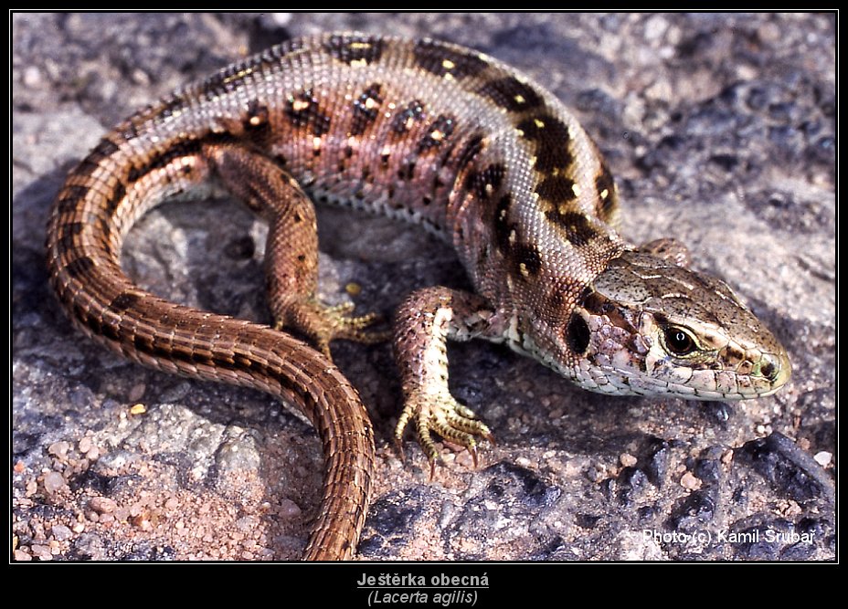 Ještěrka obecná (Lacerta agilis) - 3.,