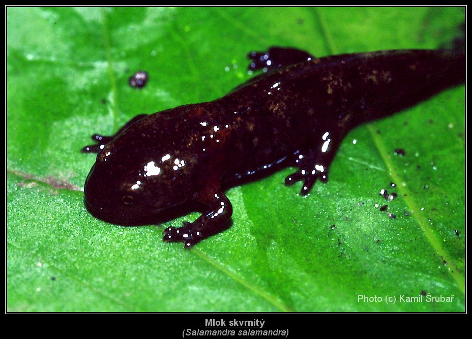 Mlok skvrnitý (Salamandra salamandra) - 2.,