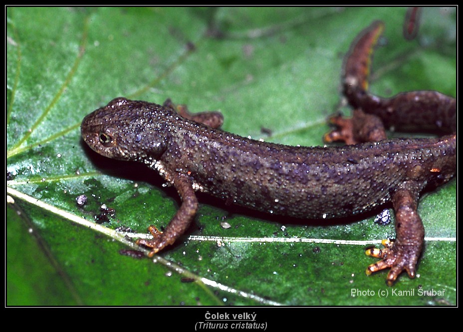 Čolek velký (Triturus cristatus) - 1.,