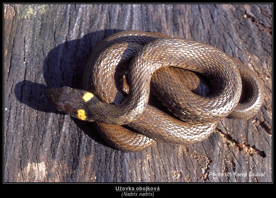 Užovka obojková (Natrix natrix) - 1.,