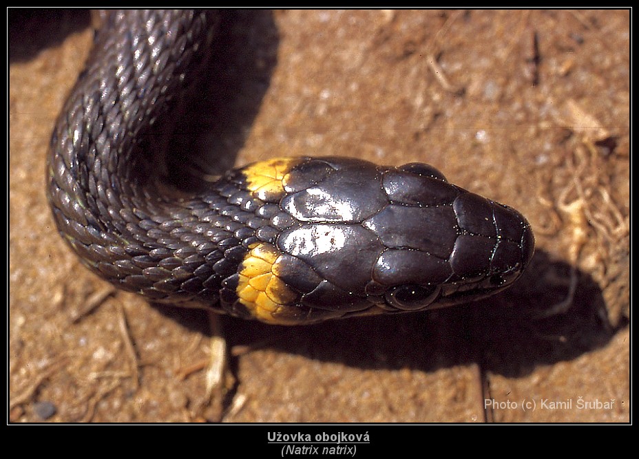 Užovka obojková (Natrix natrix) - 2.,